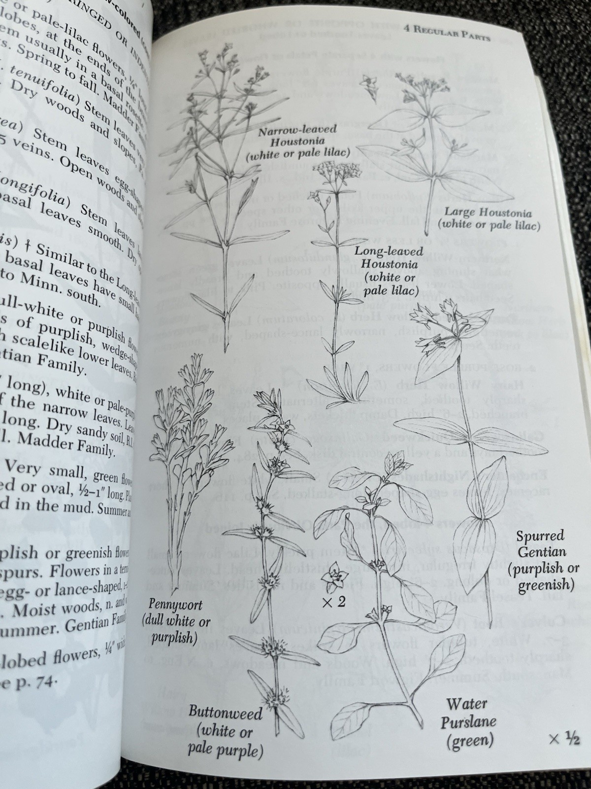Newcomb’s Wildflower Guide Paperback 1977 Illustrated Gordon Morrison Book